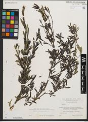 Foto von Salix purpurea L.